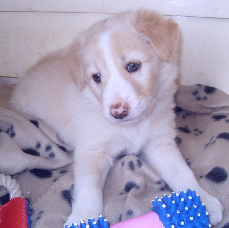 blonde border collie puppies for sale