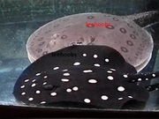 Potamotrygon Stingrays