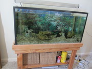 Complete Aquarium including one fish
