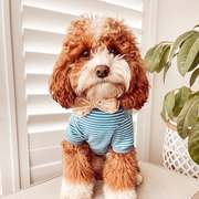F2 Cavoodle Puppies – 2 Males & 2 Females