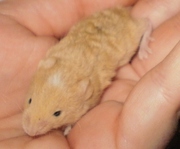 Baby Pet Mice (rex, brindle, longhaired, blaze, siamese, agouti, satin etc)